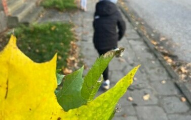 świelticewpazdzierniku (11)