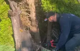 Sok&oacute;ł przez lata zniknął w zaroślach