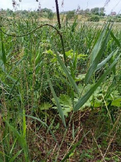 Barszcz Sosnowskiego