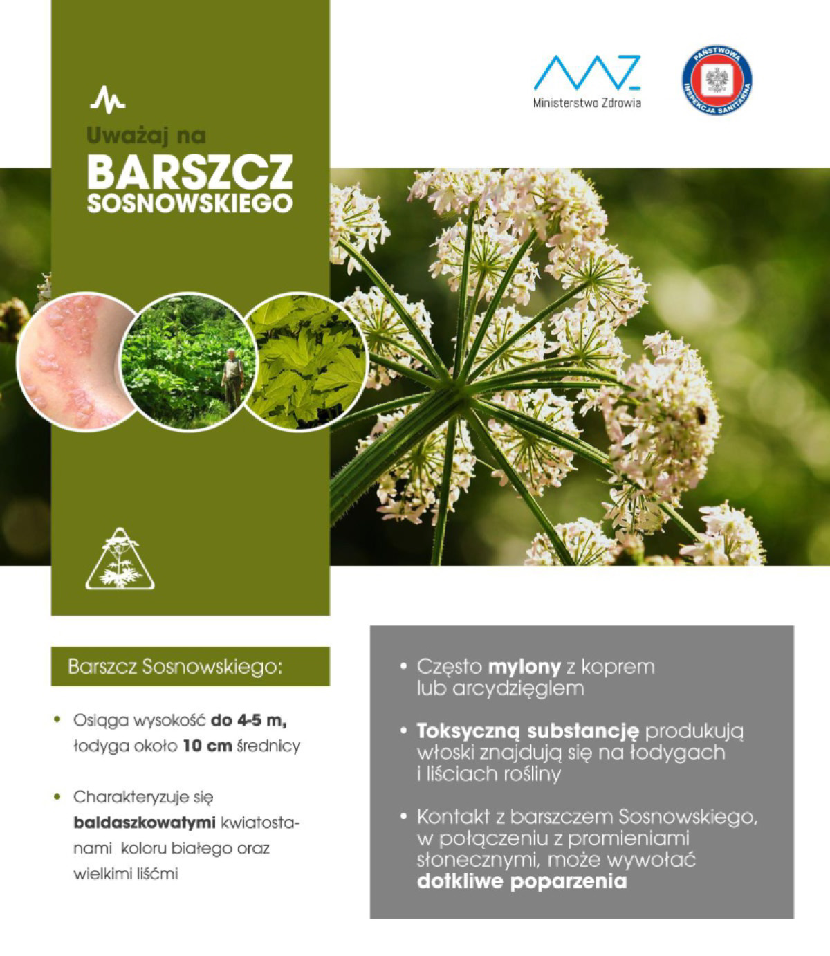 Barszcz Sosnowskiego - ulotka