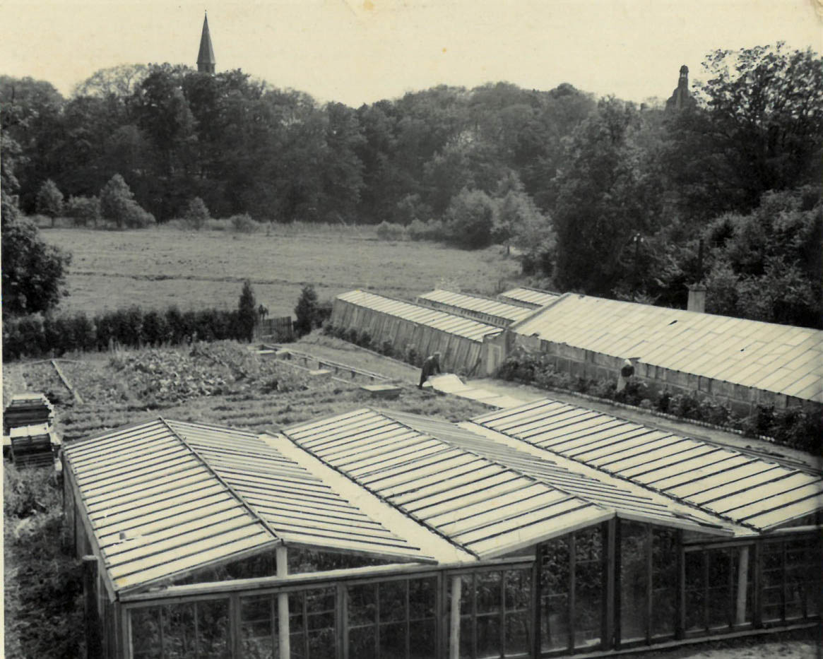 Ogrodnictwo Jana Żubera w 1958 r., w tle dwie wieże: kościoła i nieistniejącego już zamku