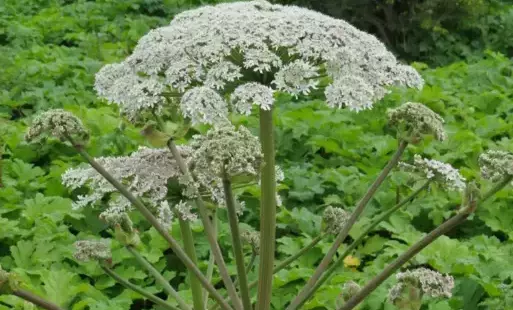 Zdjęcie do Zwalczanie barszczu Sosnowskiego na terenie Gminy Złocieniec