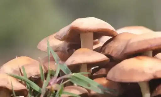 Zdjęcie do Co roku setki zatruć grzybami - lekarz rodzinny o objawach, leczeniu i profilaktyce