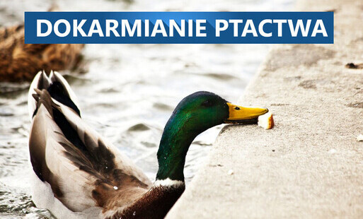 Zdjęcie do Dokarmianie kaczek