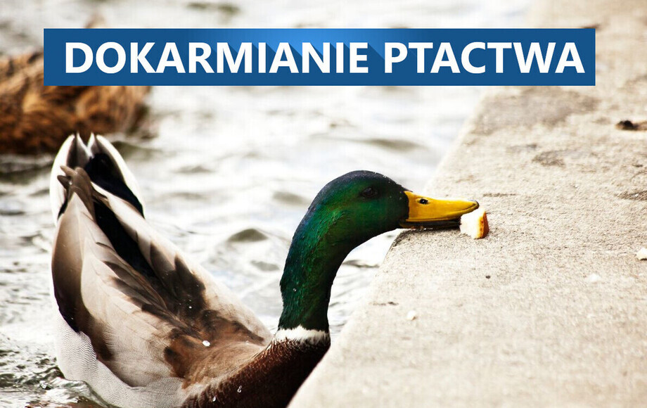 Dokarmianie kaczek