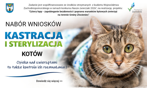 Zdjęcie do Darmowa sterylizacja i kastracja kot&oacute;w - rusza nab&oacute;r wniosk&oacute;w
