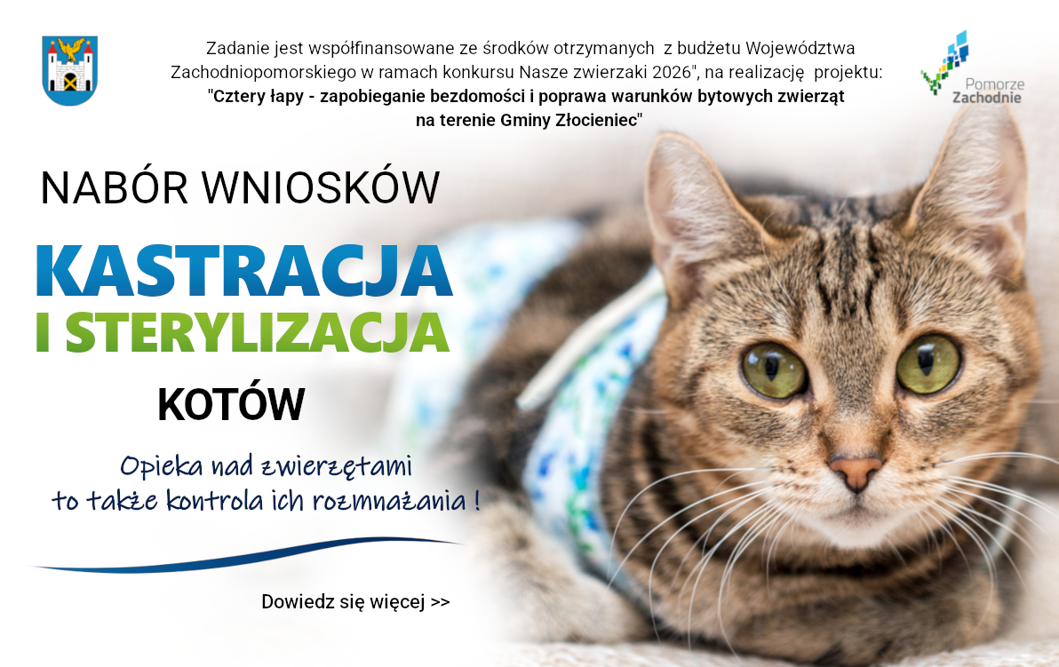 Darmowa sterylizacja i kastracja kotów - rusza nabór wniosków