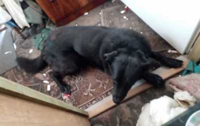 Zdjęcie do Pilnie poszukiwany nowy dom dla psa!