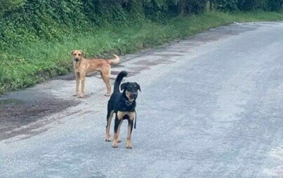 Zdjęcie do Poszukiwany właściciel/właściciele ps&oacute;w