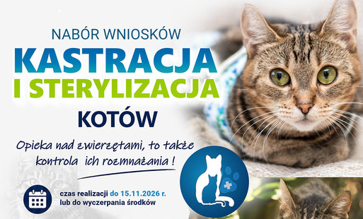 Zdjęcie do Darmowa sterylizacja i kastracja kot&oacute;w - rusza nab&oacute;r wniosk&oacute;w