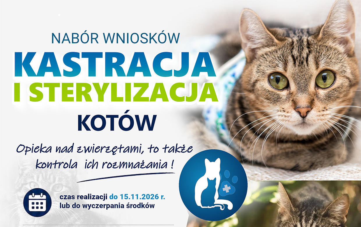 Darmowa sterylizacja i kastracja kotów - rusza nabór wniosków